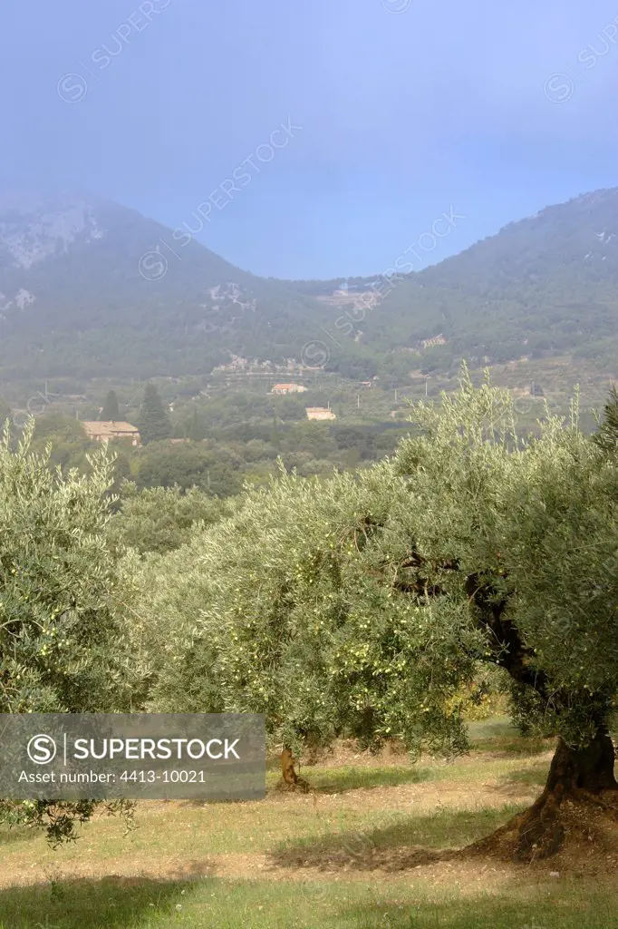 Olive grove in the fog in autumn Vaucluse France