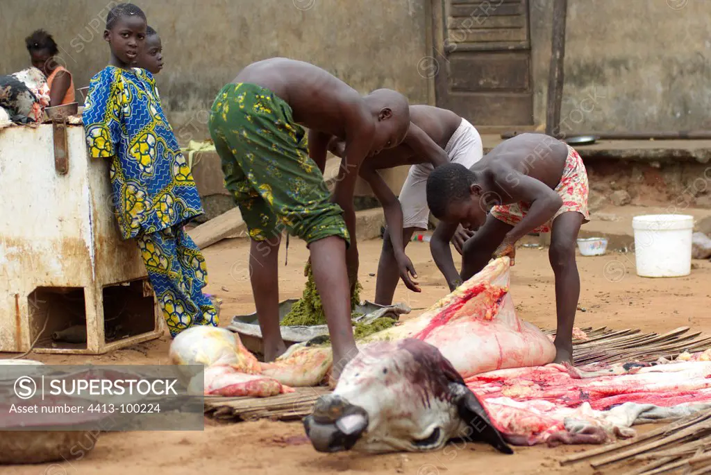 Children emptying the rumen of a cow that has been dismembered
