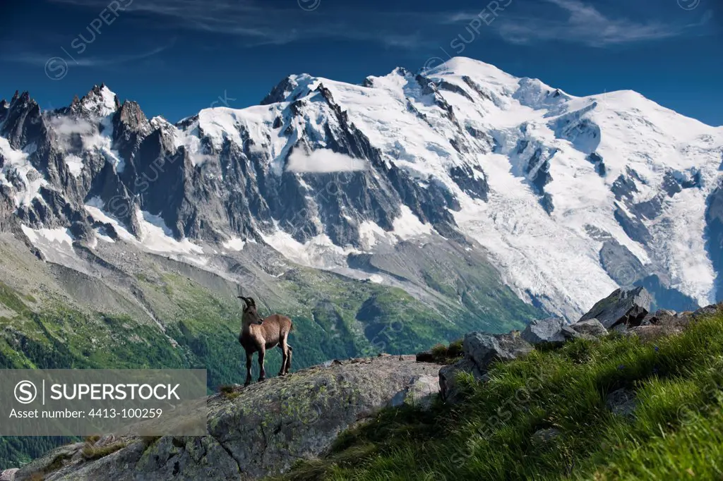 Alpine Ibex in front of the great Mont Blanc France
