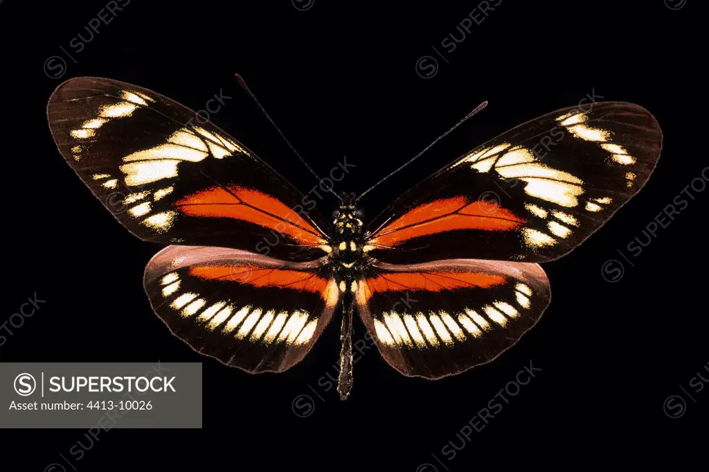 Butterfly Heliconius Ecuador