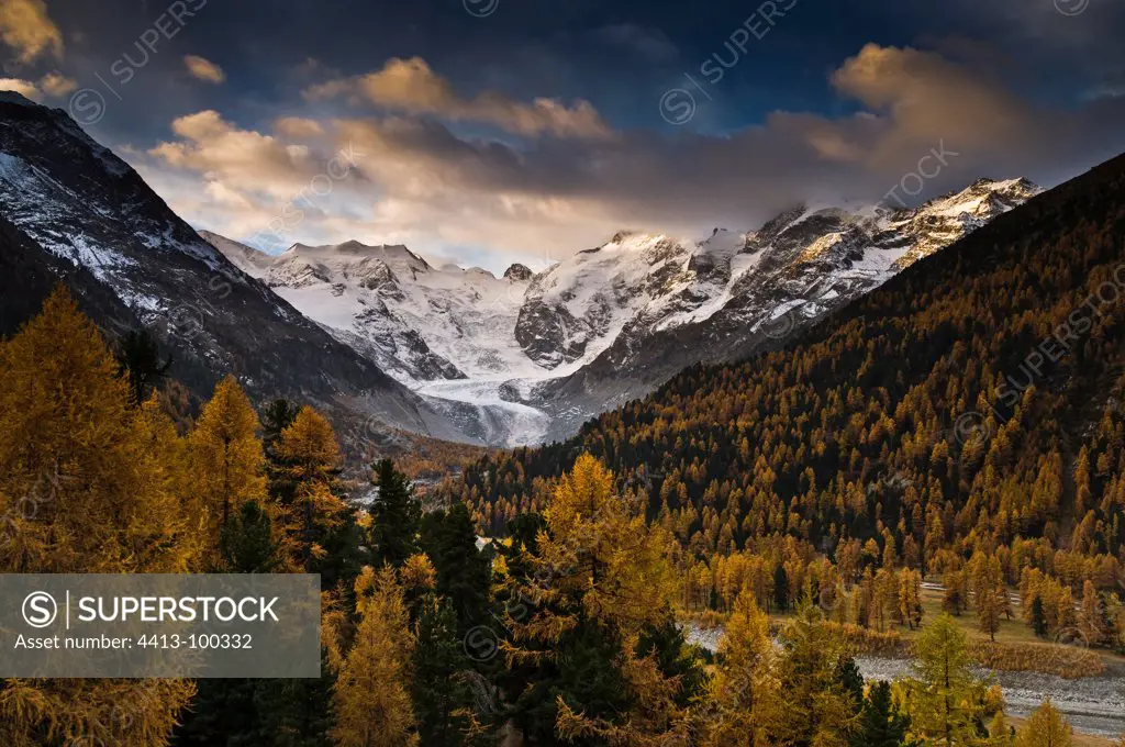 Bernina range and larches in autumn colours Switzerland