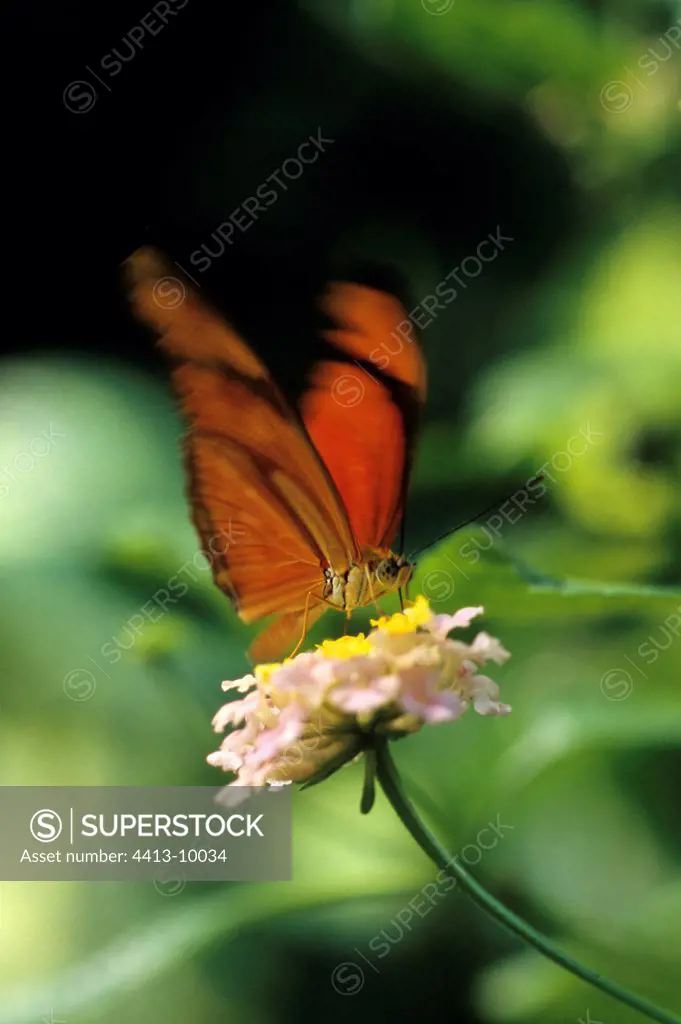 Dryas butterfly gathering nectar of flower South America