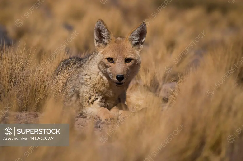 Fox in the middle of the rare grass of the andean altiplano