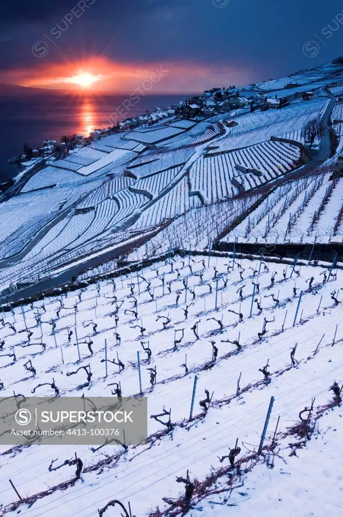 Winter view of Lavaux in Switzerland