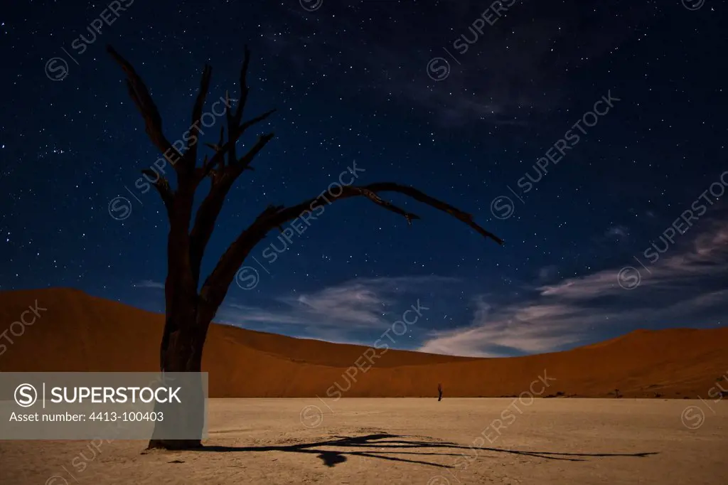 Lonely dead acacia surrounded by towering sand dunes