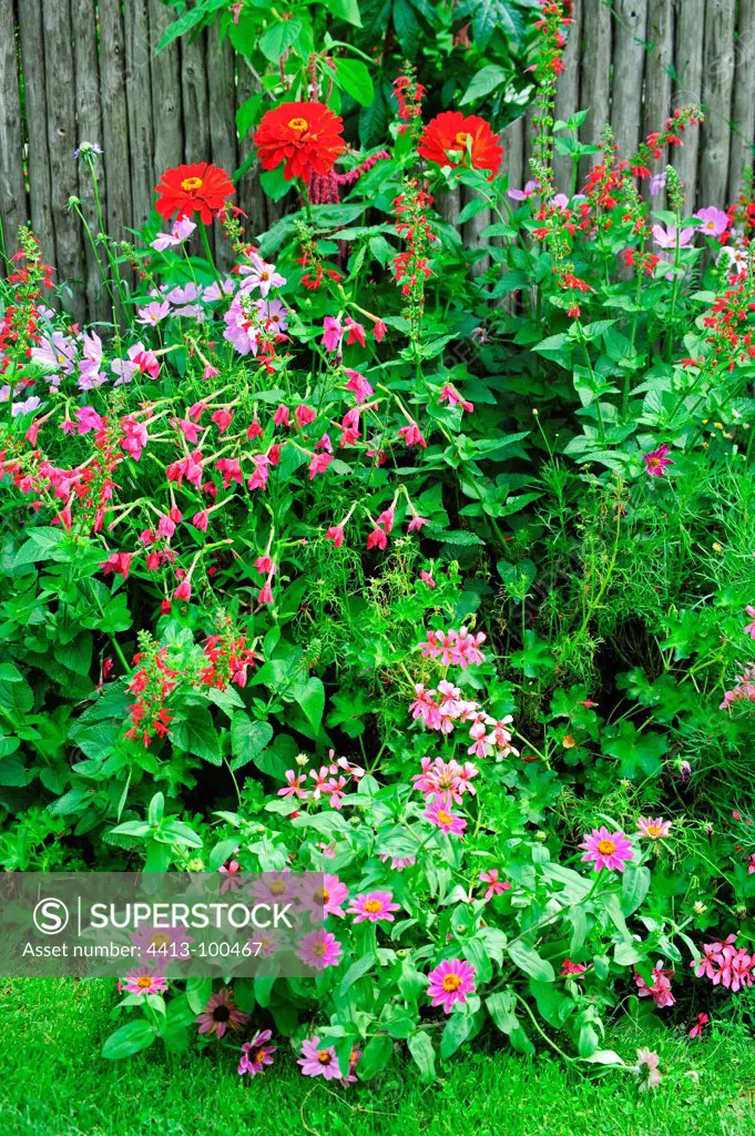 Ornamental tobacco and zinnias in bloom in a garden