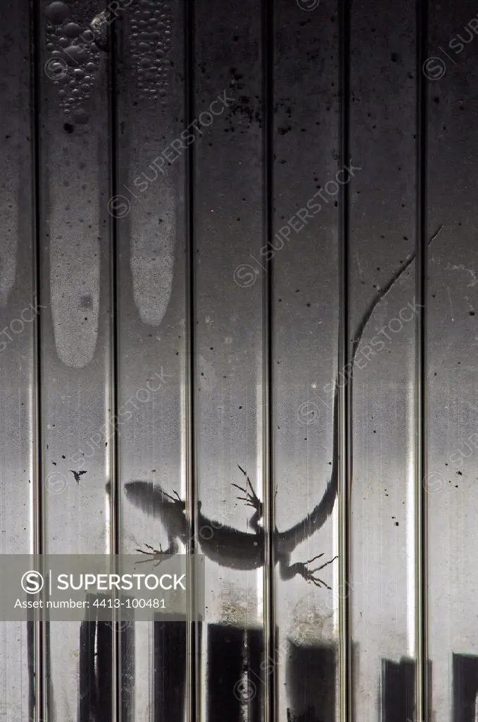 Common Wall Lizard walking on a roof in summer