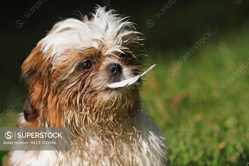 Portrait of Shih Tzu puppy playing with a feather France