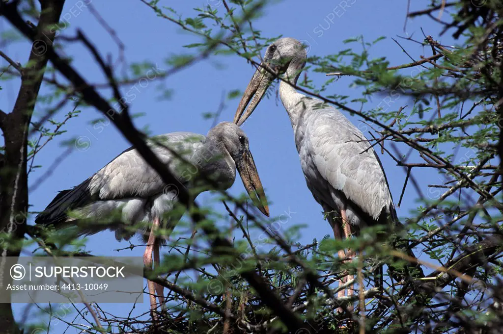 Open-bill Storks in a tree Keoladeo NP India