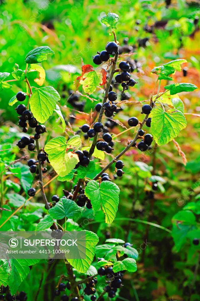 European black currant in fruit in a garden