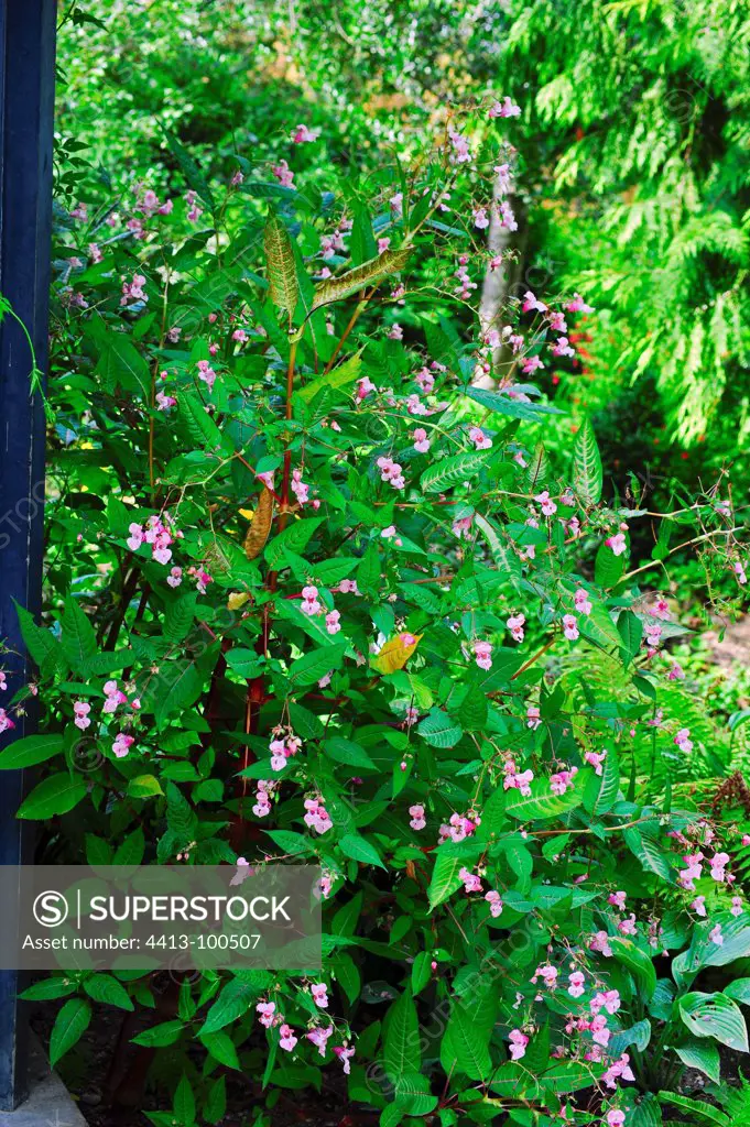 Ornamental jewelweed in bloom in a garden