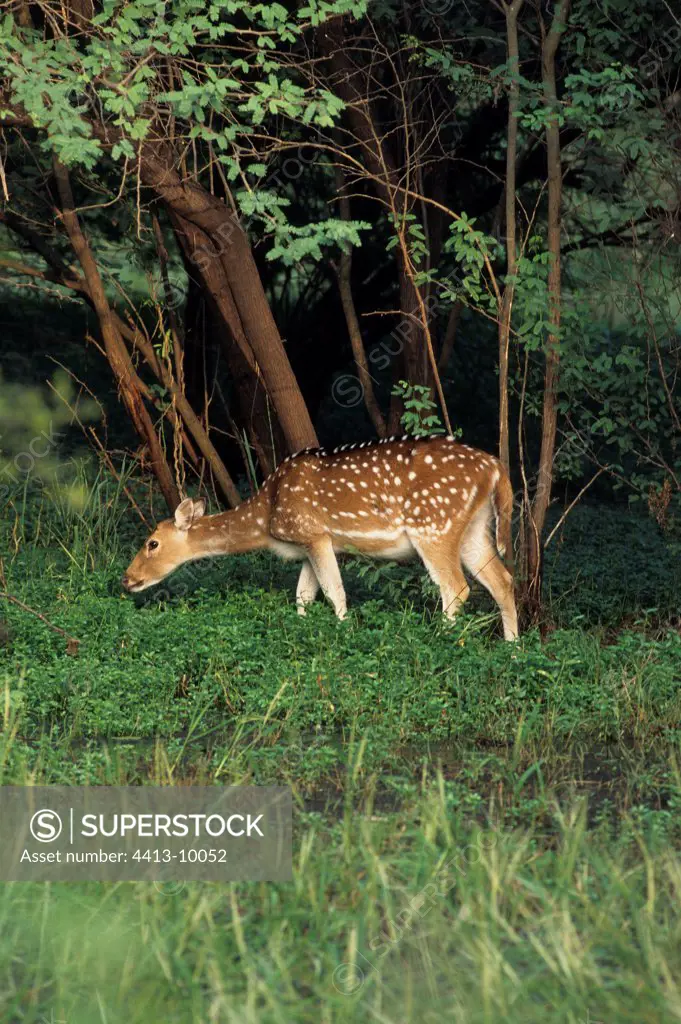 Axis deer grazing in the Keoladeo NP India