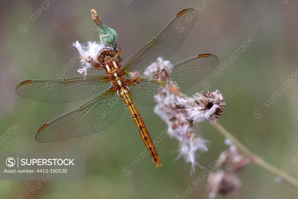 Common Darter resting on a flower composed dryer France