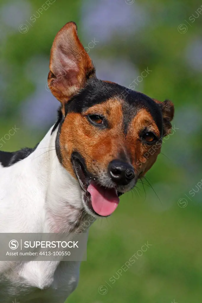 Portrait of a Jack Russell Terrier twitching one ear
