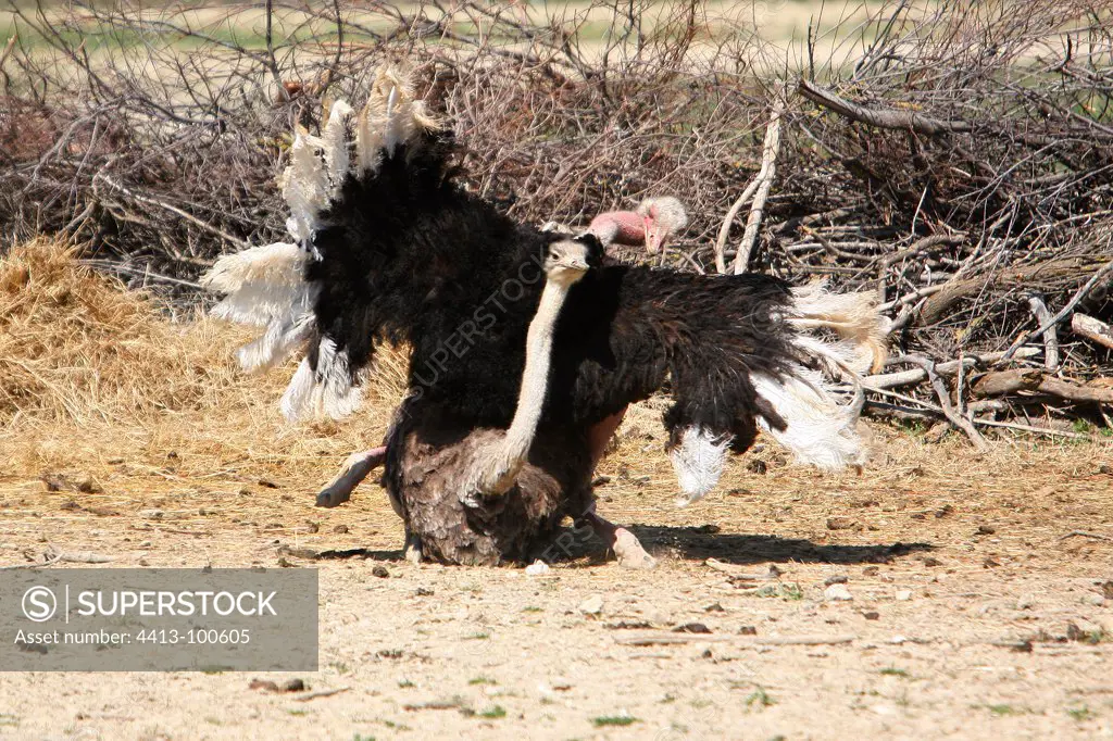 Ostrich mating African Reserve Sigean France