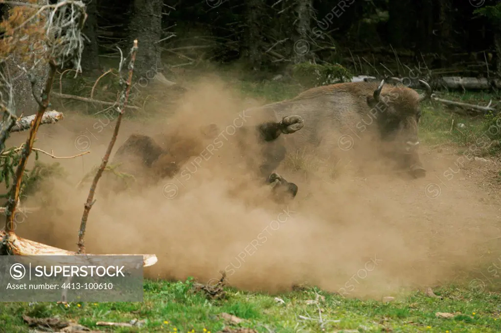 European bison taking a dust bath Margeride France