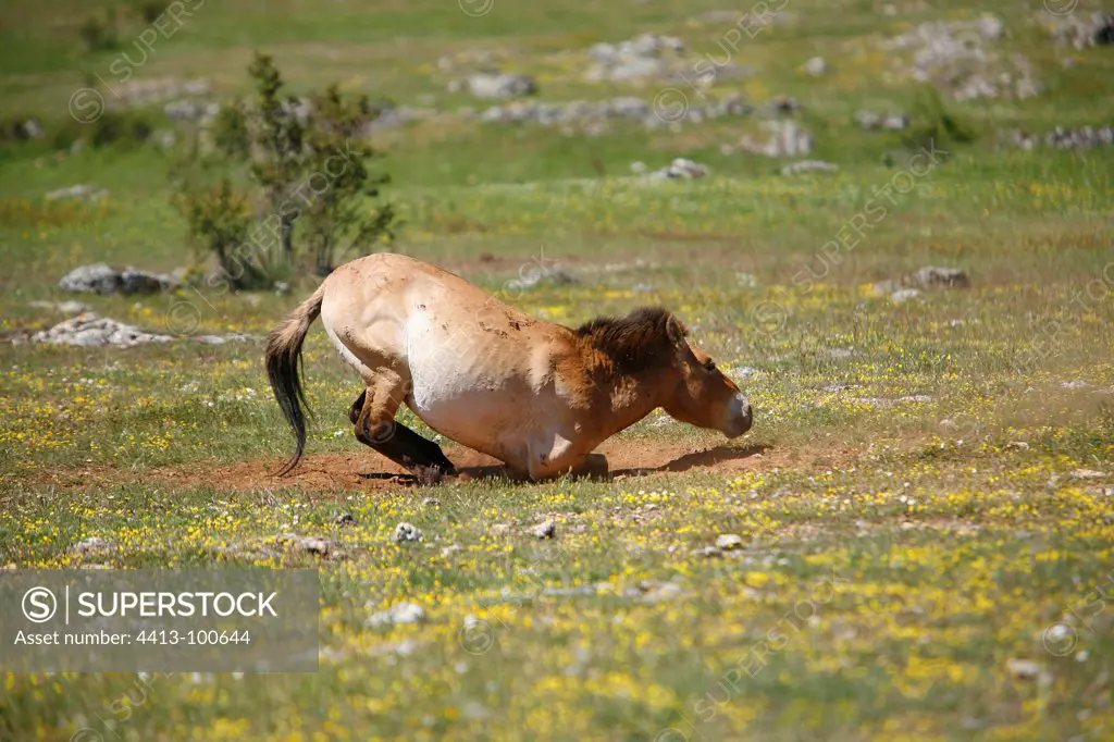 Przewalski horse rolling in the dust France