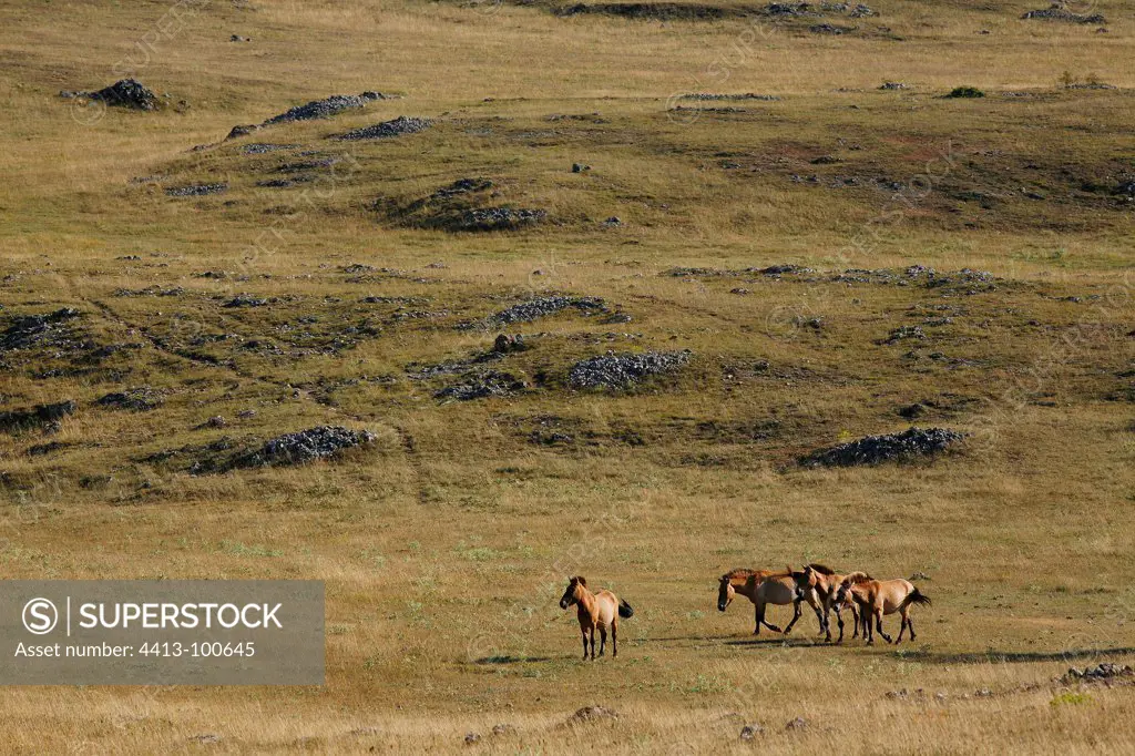 Przewalski horses in semi-freedom Massif Central France
