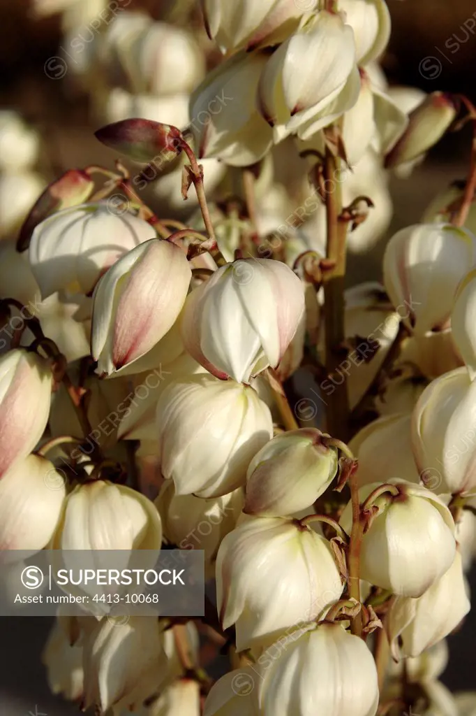 Flower of Soaptree Yucca in autumn Vaucluse Provence France