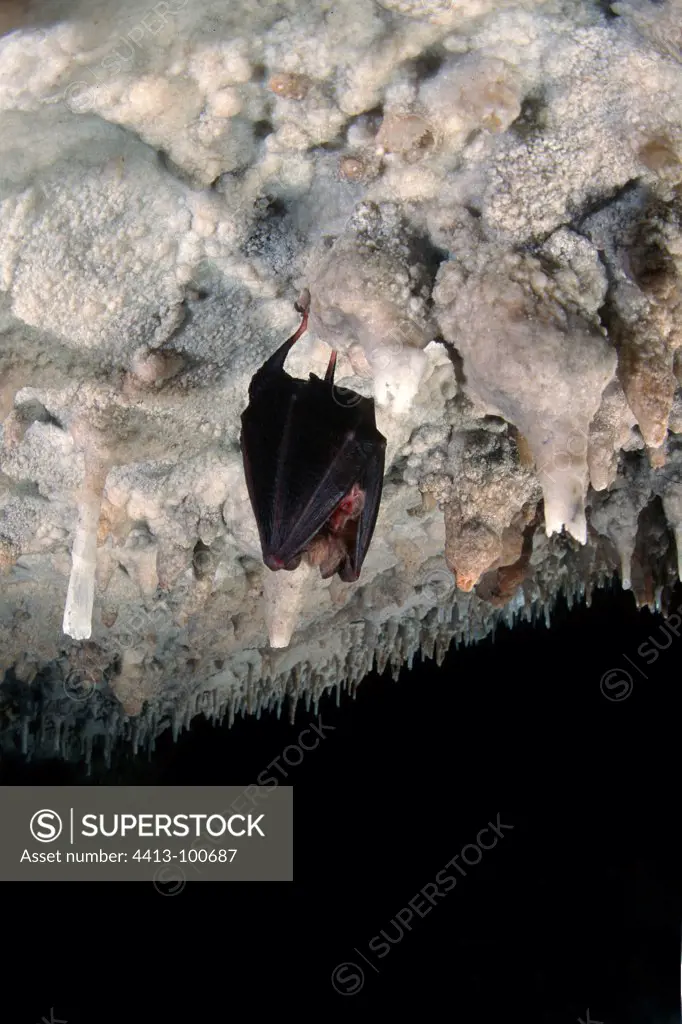 Lesser Horseshe Bat hanging in a cave Sardinia