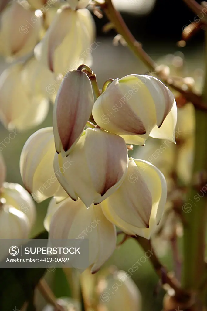 Folwer of soaptree Yucca in autumn Vaucluse Provence France