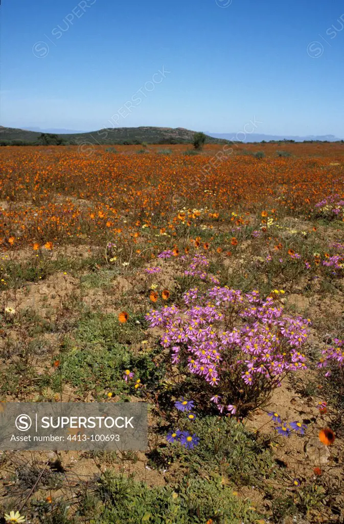 Landscape of Namaqualand South Africa