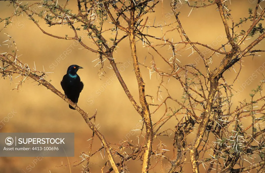 Greater Blue-eared Glossy-starling Game Reserve Pilanesberg