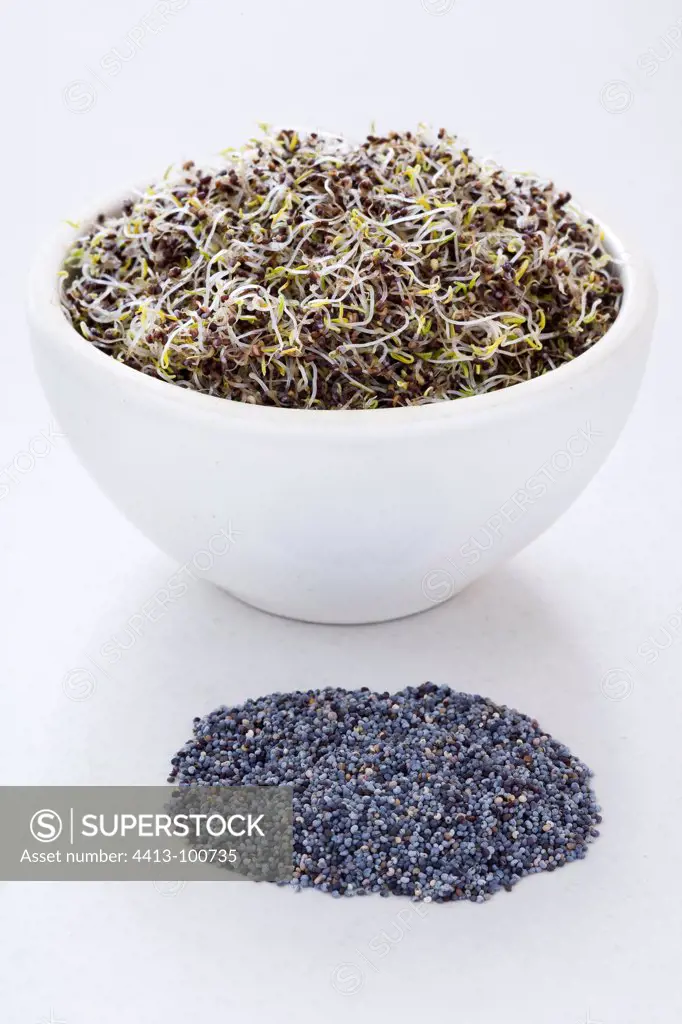 Germinated poppy seeds in a bowl