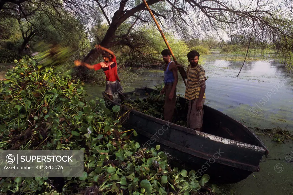 Water hyacinth cut by hand in the Keoladeo NP India