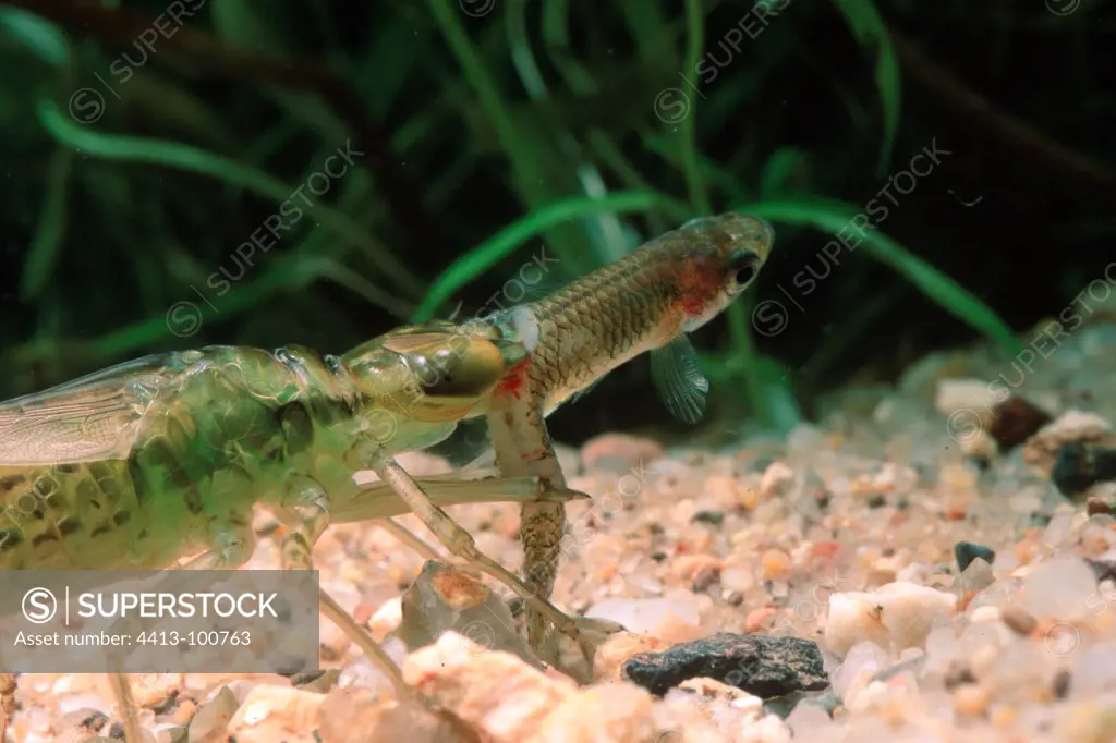 Dragonfly larva capturing a Mosquitofish Sardinia