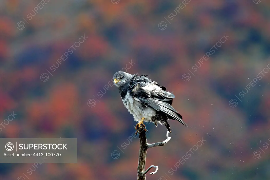 Black-chested-Buzzard-Eagle Peninsula Valdes Argentina