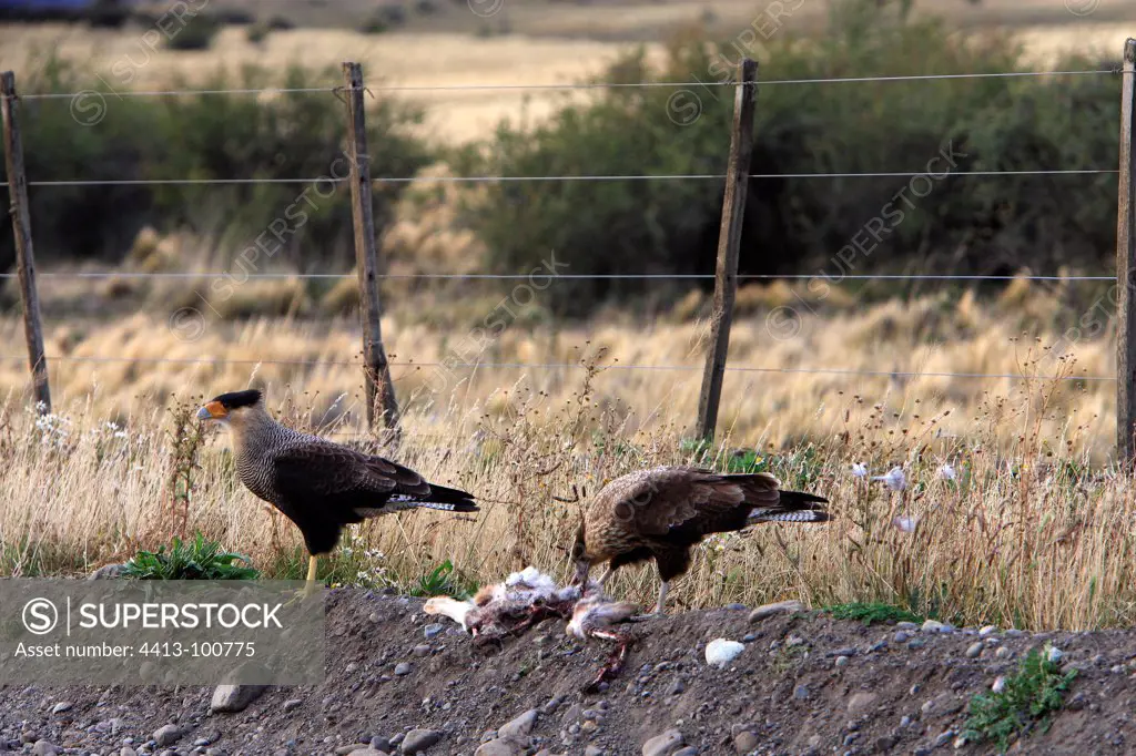 Crested Caracaras eating on ground Patagonia Argentina