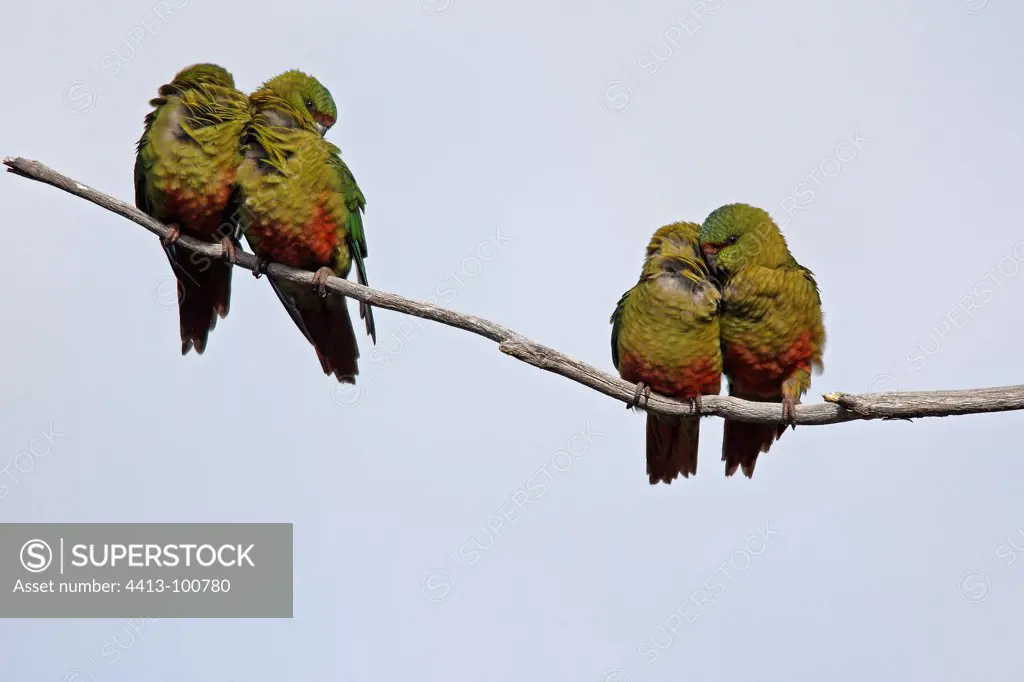 Austral Parakeets on a branch Patagonia Argentina