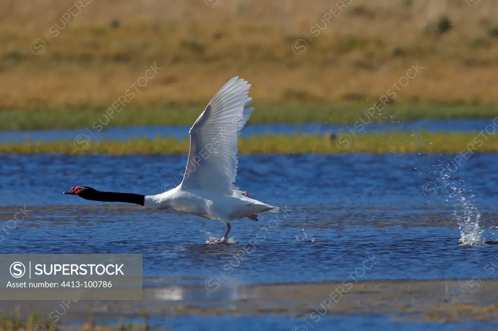 Black necked Swan flying away Patagonia Argentina