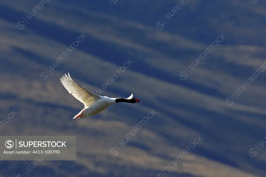 Black necked Swan flying Patagonia Argentina