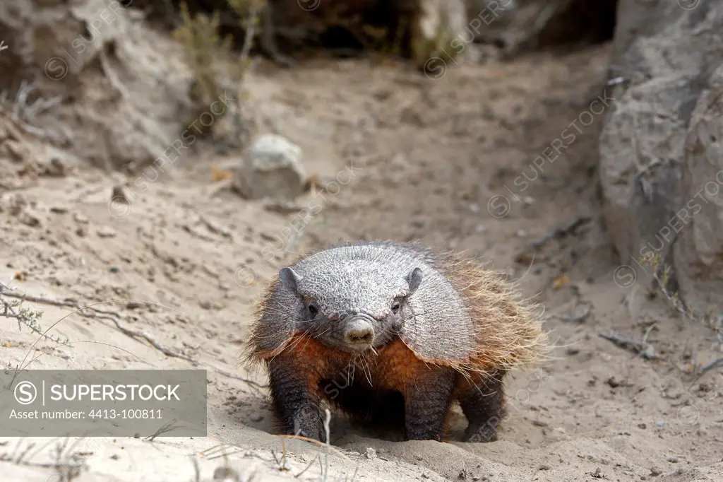 Large hairy armadillo on sand Patagonia Argentina
