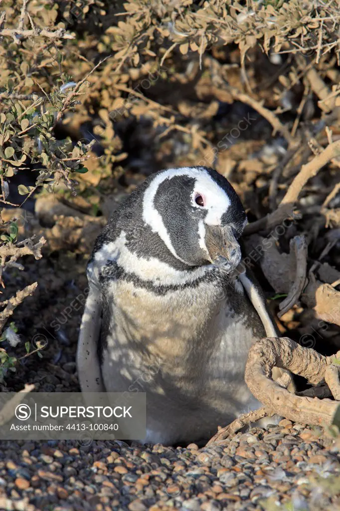 Magellanic penguin at nest Patagonia Argentina