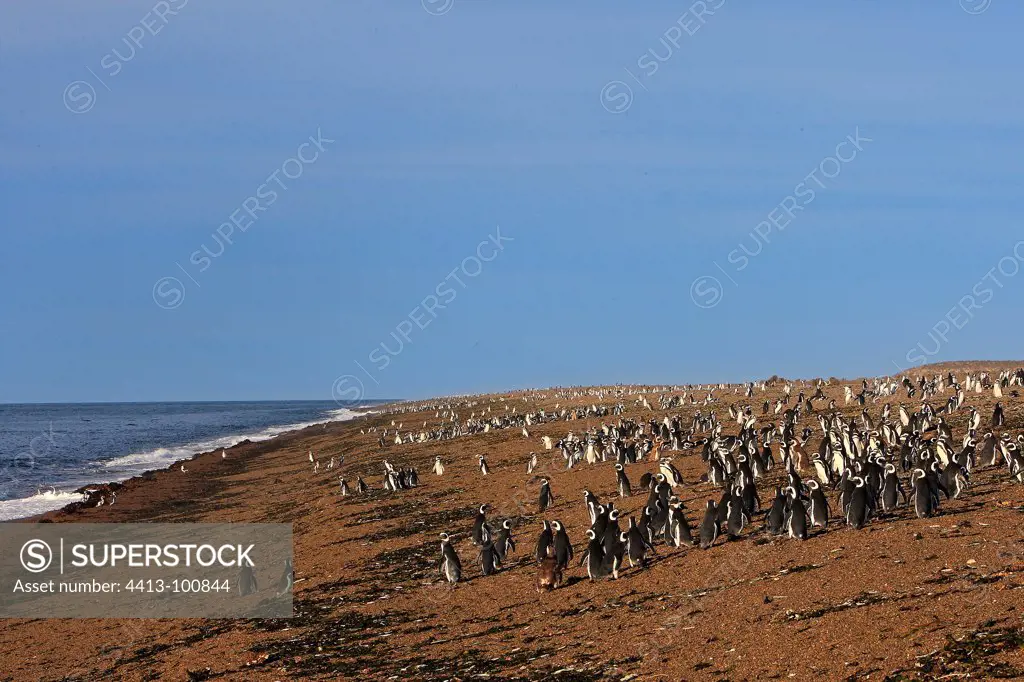 Colony of Magellanic penguins Patagonia Argentina