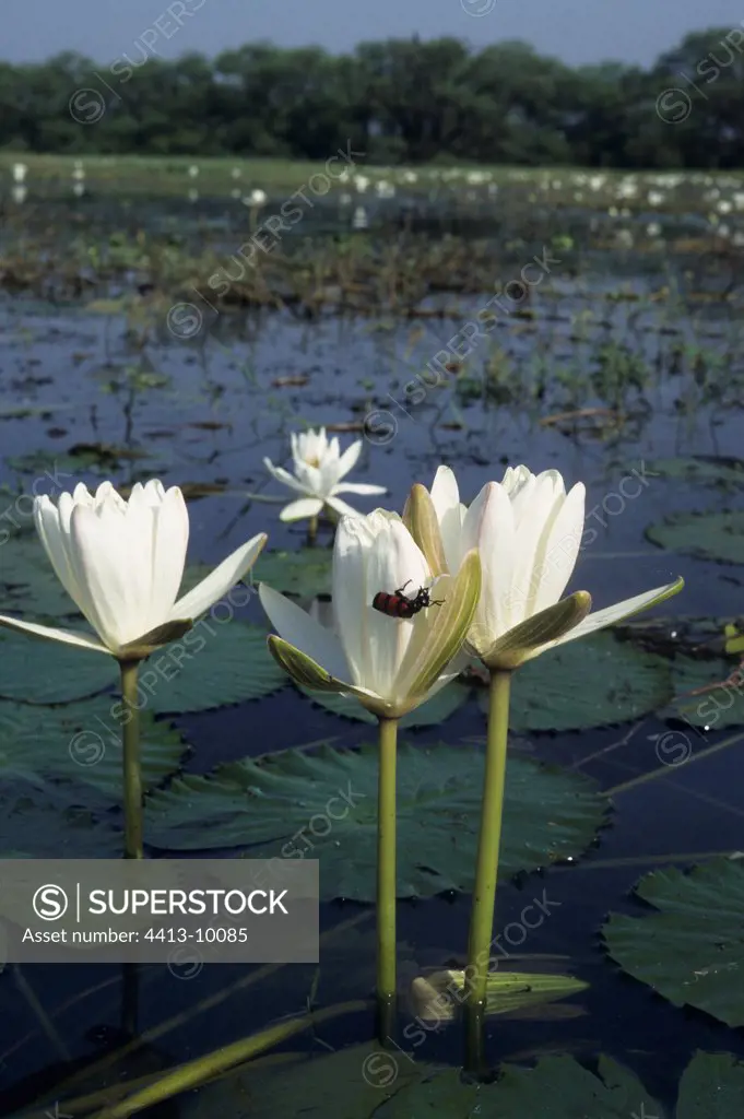 Water lily in bloom in the Keoladeo NP India