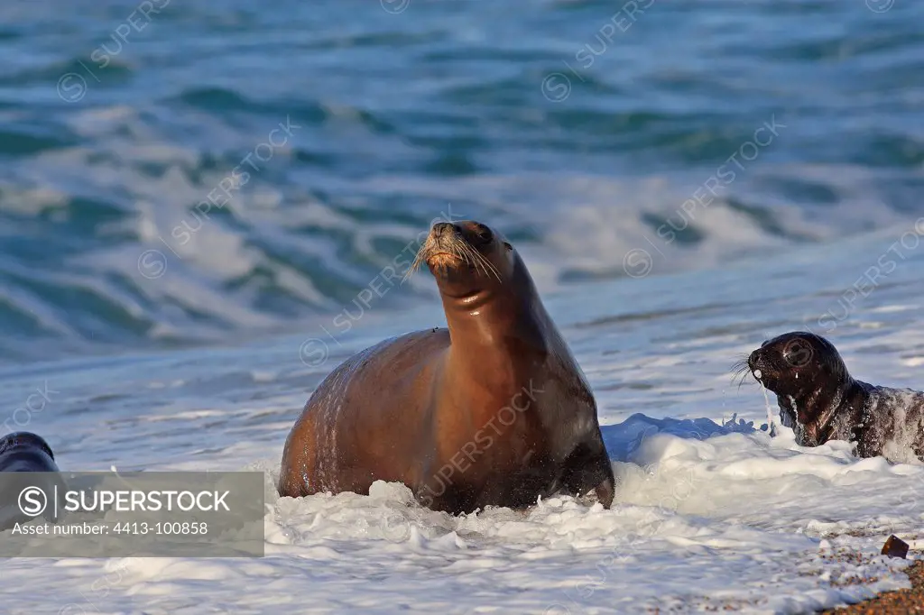 Southern sea lion out of the water Patagonia Argentina