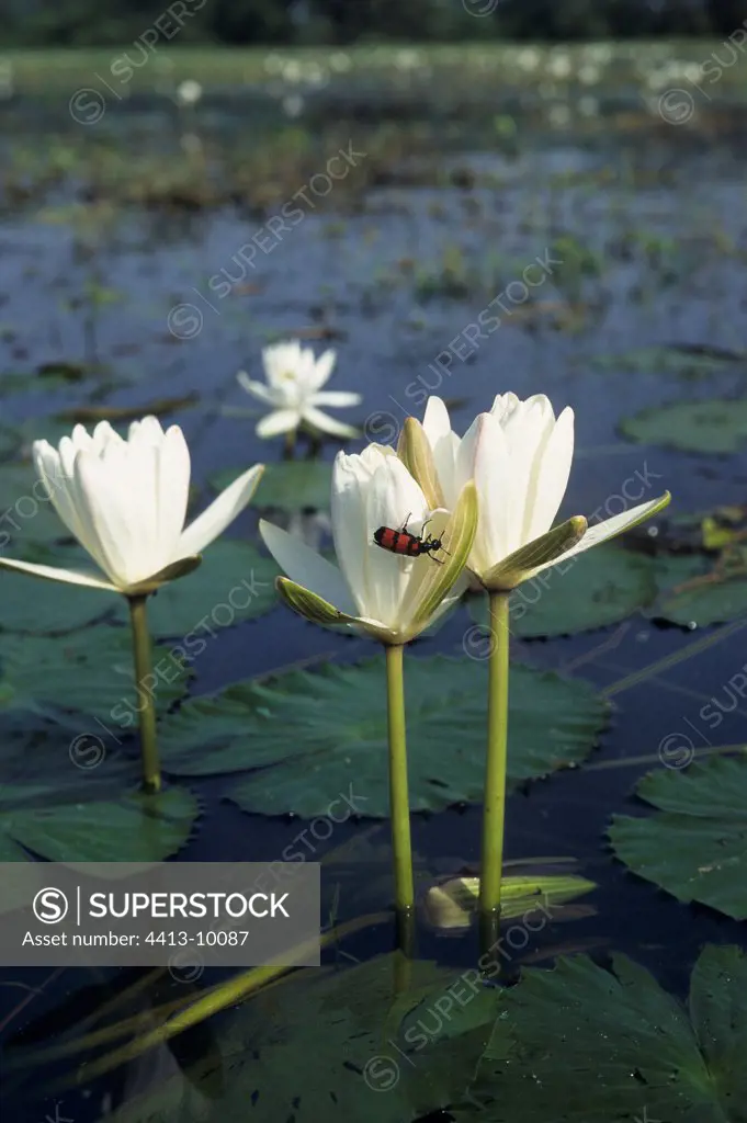 Water lily in bloom in the Keoladeo NP India