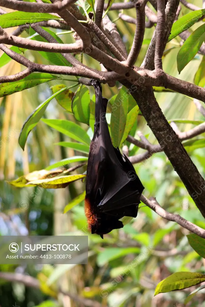Fruit bat hanging from a branch Bali Indonesia