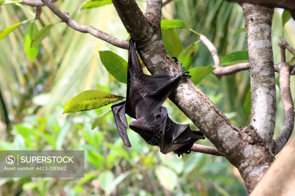 Flying fox hanging from a branch Bali Indonesia