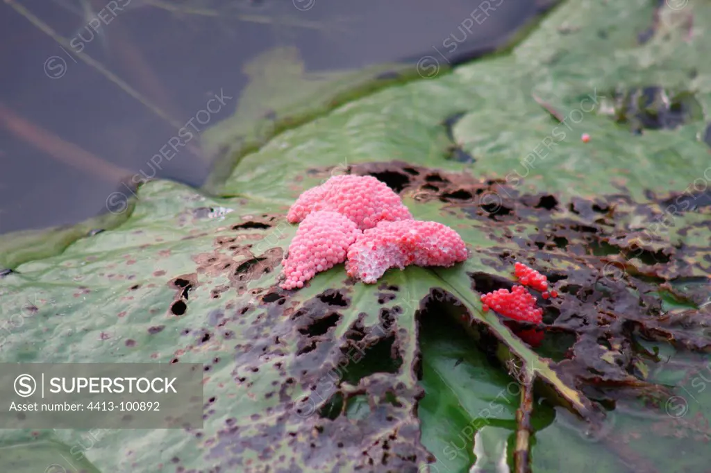 Ponte snail on a leaf Lotus Bali Indonesia