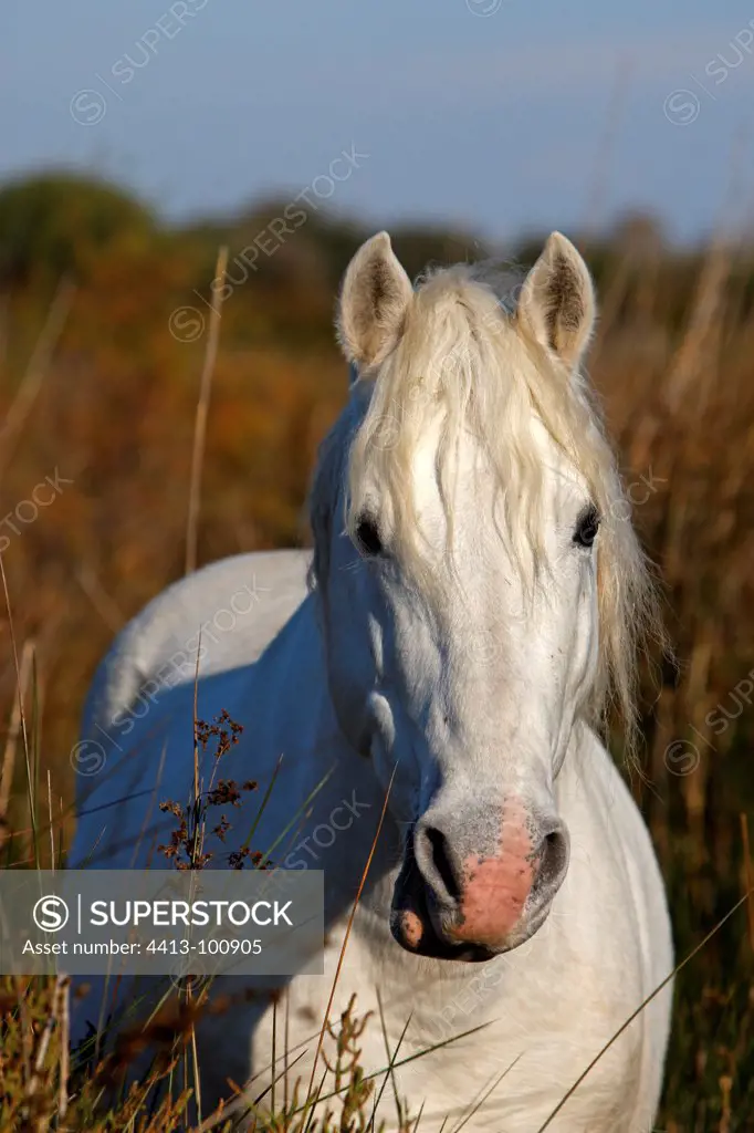 Portrait of Camargue Horse in the marshes France