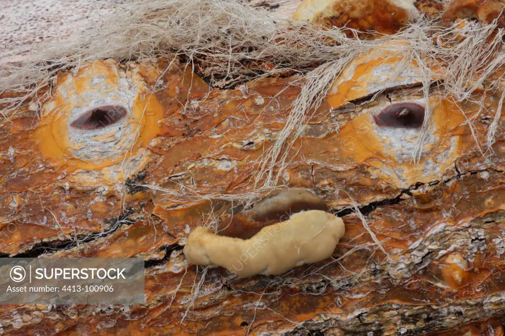 Driftwood evoking a face in Bali Indonesia