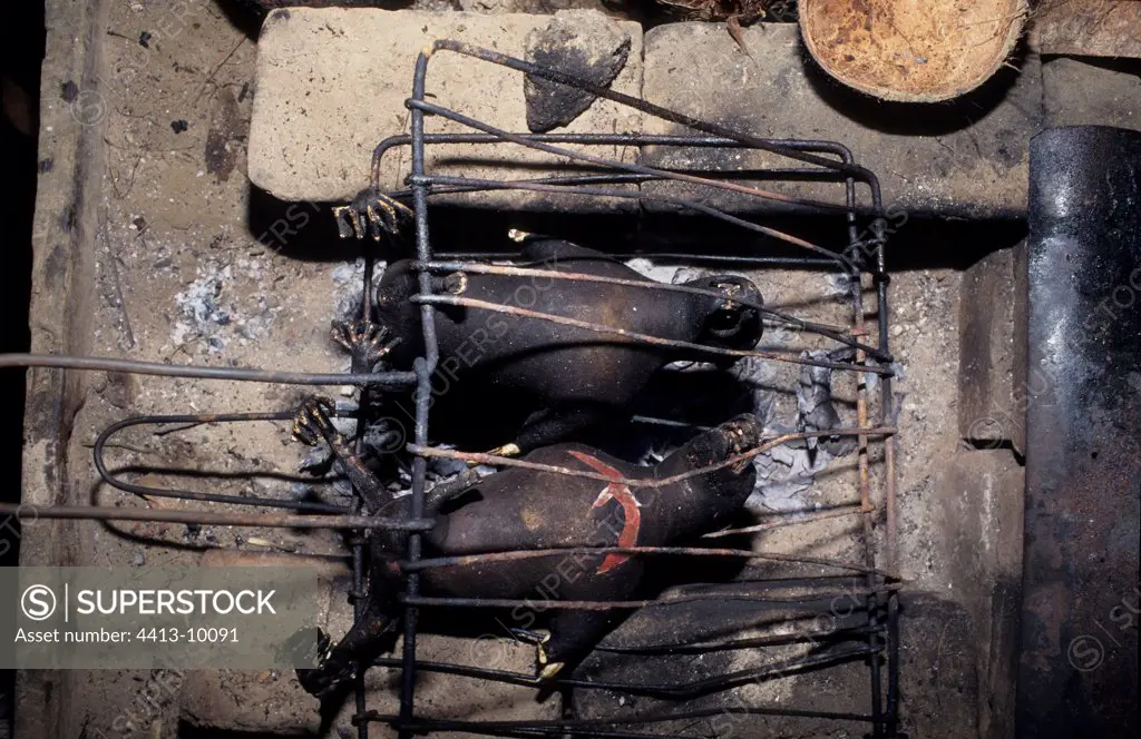 Meat of fruit bat cooking Celebes Indonesia