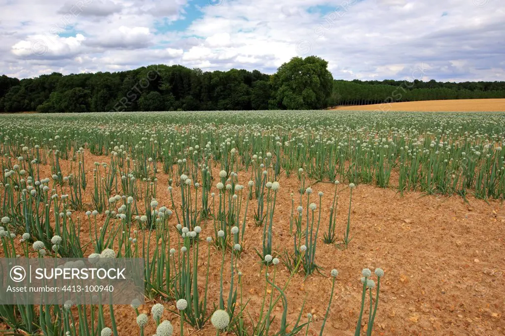 Garlic fruit in a field France