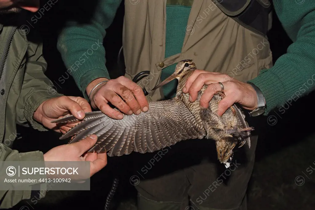 Woodcock banding night Northern Vosges Alsace France