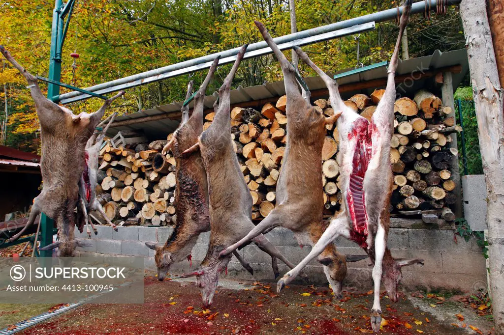 Suspended carcasses of deer after hunting Alsace France